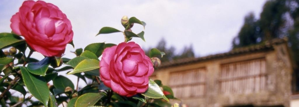 Paradores-Reise GALICIEN: zur Kamelienblüte ans Ende der Welt