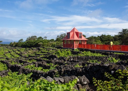 Tag 2 I Pico – UNESCO-Weinlandschaft aus Lava und Atlantik