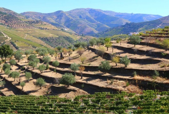 Portugal: Genusswandern durch die Douro Weinregion